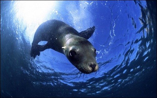 Sea Lion Underwater underwater background