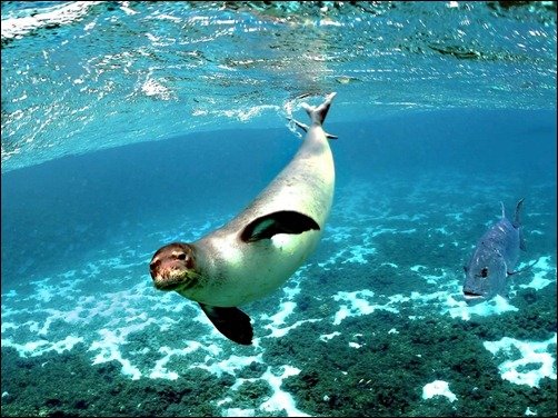 Seals Underwater underwater wallpapers