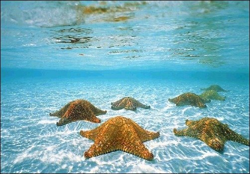 Starfish Party underwater wallpapers