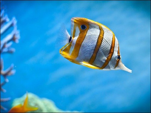 Stripes of Gold underwater wallpapers[3]