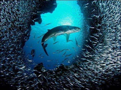 Tarpon and Silversides underwater wallpapers