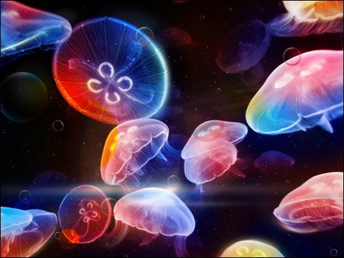 The World of Jellyfishes underwater wall paper
