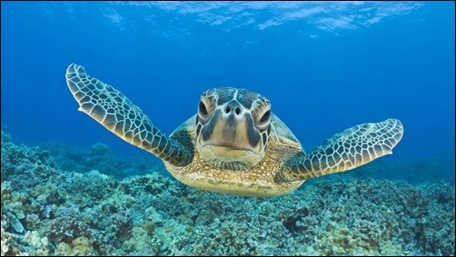 Turtle Swimming Underwater underwater wallpapers[3]