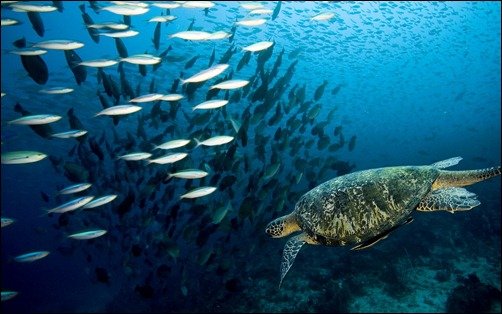 Turtle and Fishes underwater wallpapers