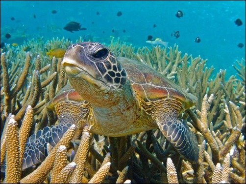 Turtle on Coral Reef underwater wallpapers