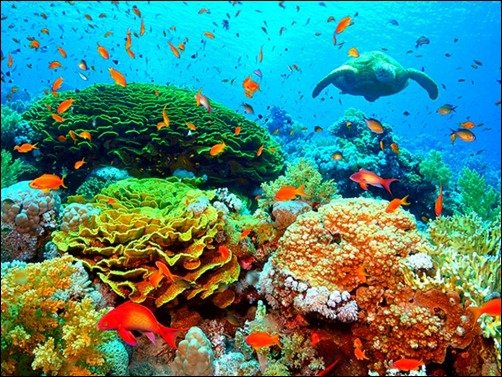 Underwater Beauty clownfish wallpaper