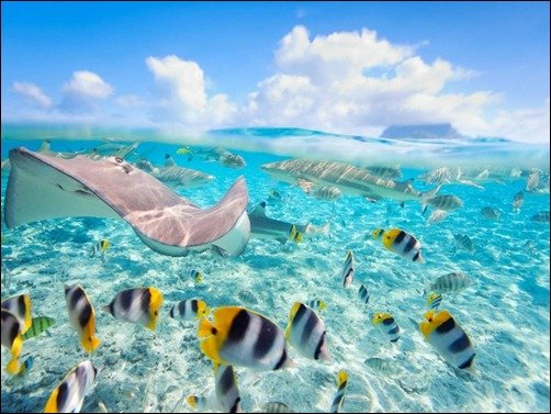Underwater Fish in Bora Bora underwater wallpapers