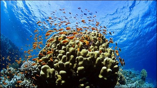 Underwater HD Wallpaper underwater backgrounds