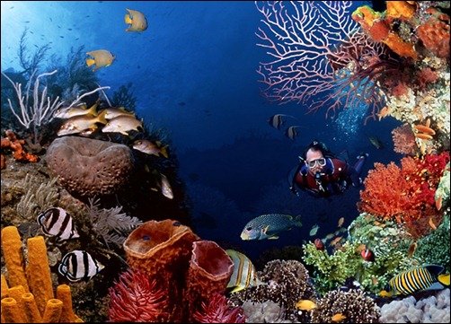Underwater HD clownfish wallpaper