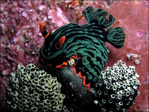 Underwater Nudibranchia wallpaper of fish