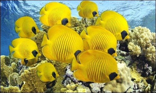 Underwater underwater wallpapers