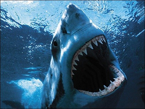 Wild Underwater Shark underwater wallpapers