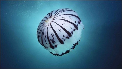 World Purple California Jellyfish Southern underwater wallpapers